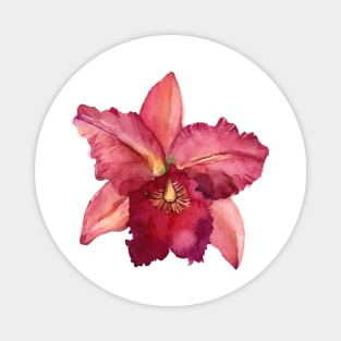 Cattleya Pink Magnet